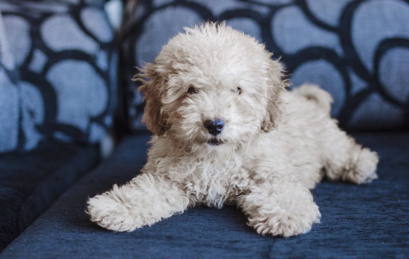 Yolinda Animal Hospital, Placentia